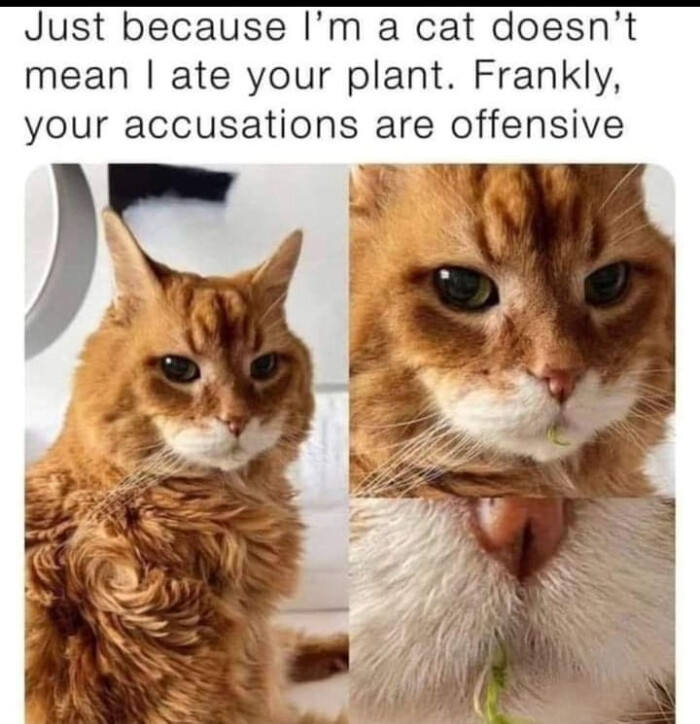 Just because I'm a cat doesn't mean I ate your plant. Frankly, accusations are