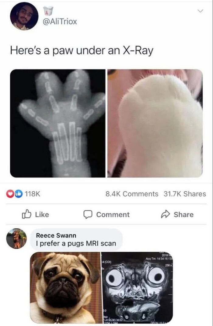 paw under an X-Ray