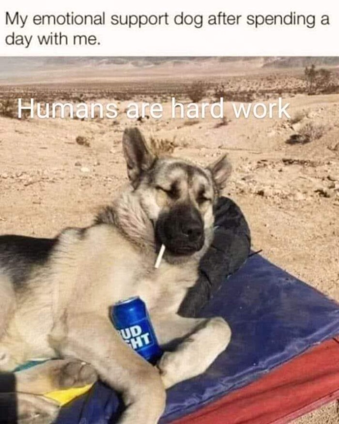 Meme by doge