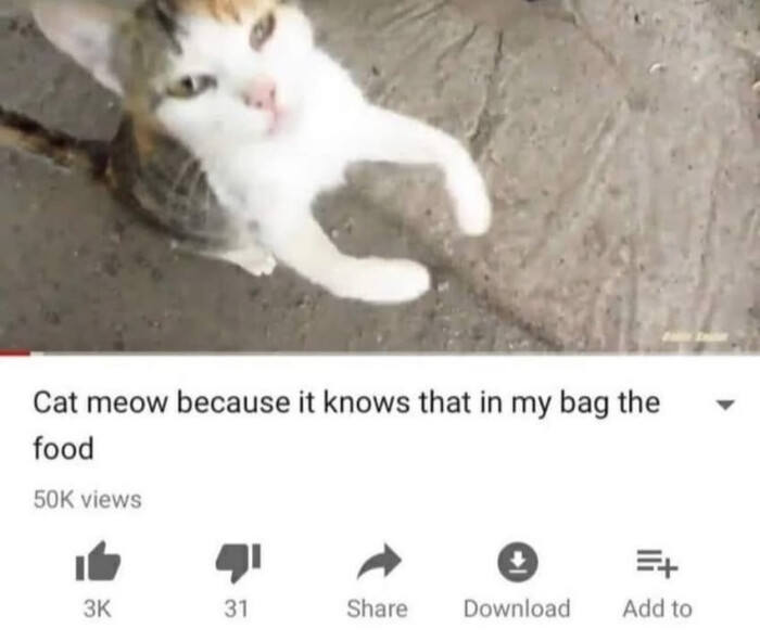 Cat meow because it knows that in my bag the food 50K views ZK 31 Share Download =+ Add to