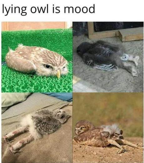 lying owl is mood