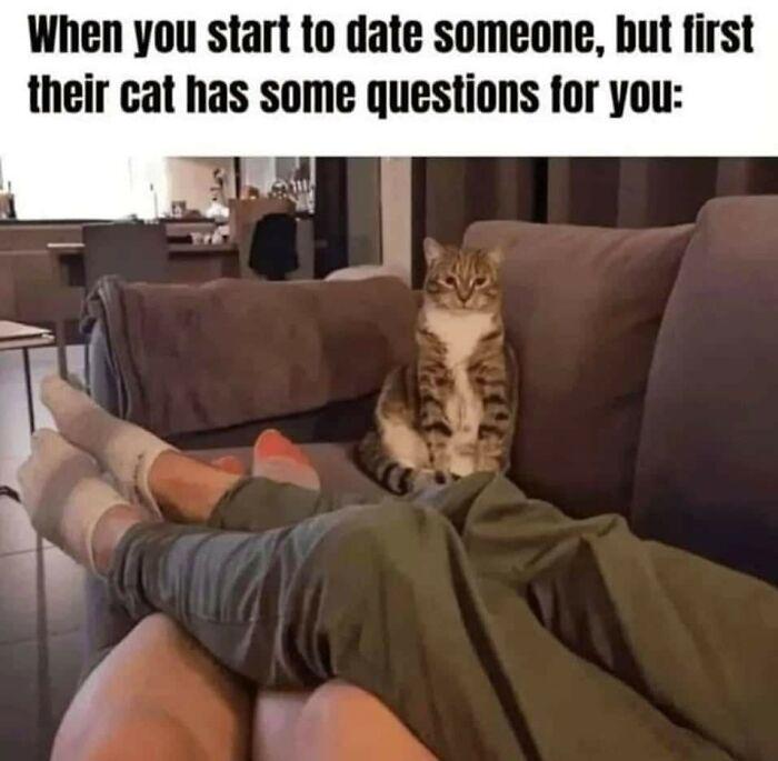 When you start to date someone, but first their cat has some questions for you: