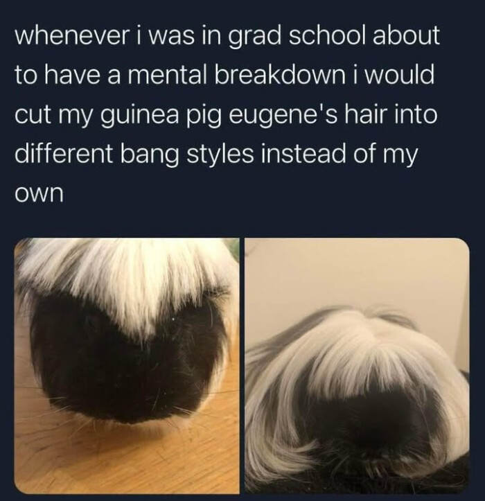 whenever i was in grad school about to have a mental breakdown would cut my guinea pig eugene's hair into different bang styles instead of own