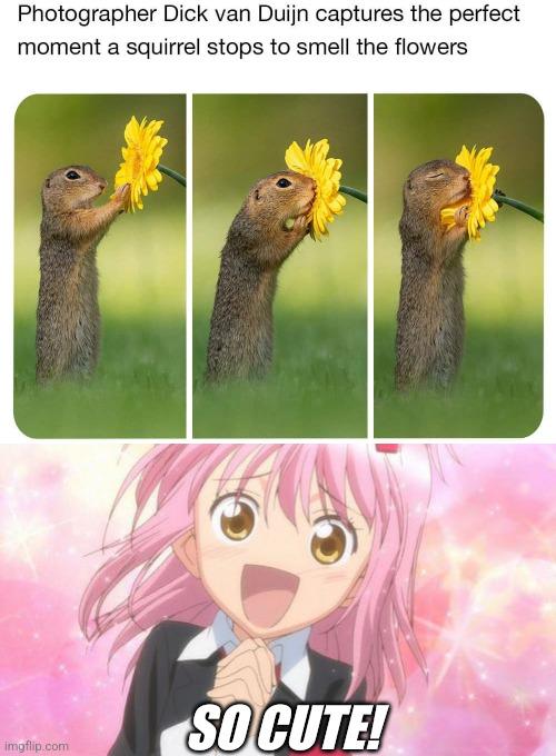 Meme by iamfunny