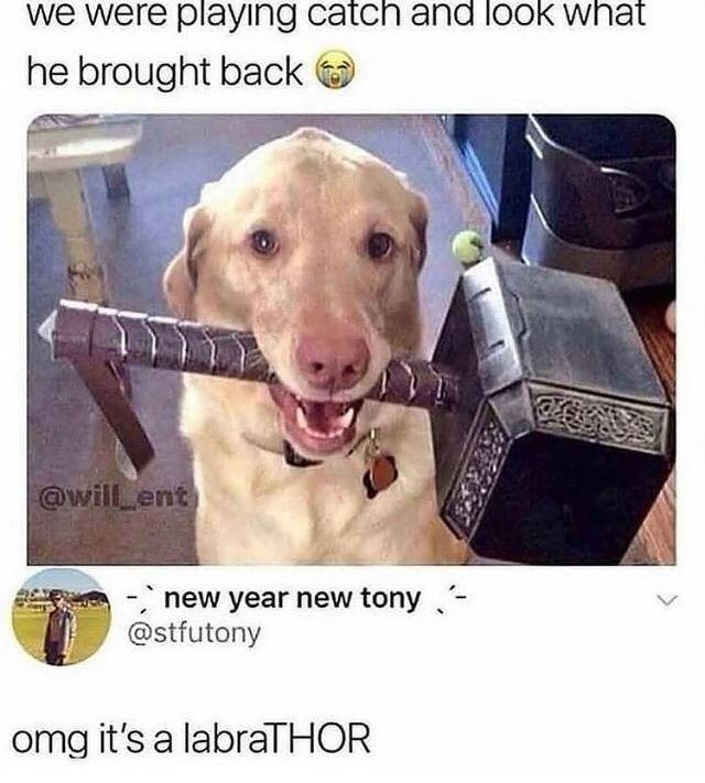 we were playing catch and look what he brought back ent new year tony omg it's a labraTHOR