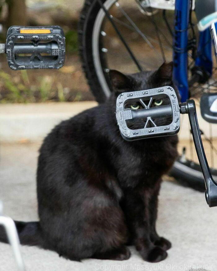 Meme by catsoncatnip
