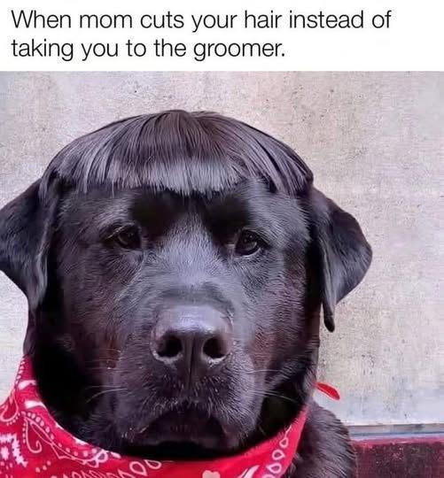 When mom cuts your hair instead of taking you to the groomer.