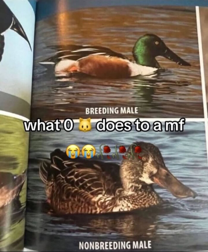 Meme by classic80smusicmemes