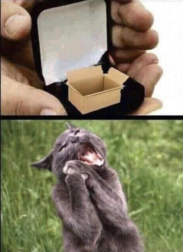 Meme by catsoncatnip