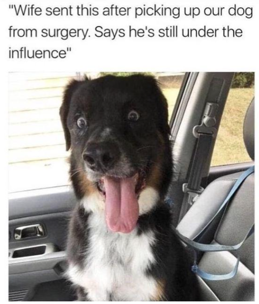 Meme by wholesomedoggos