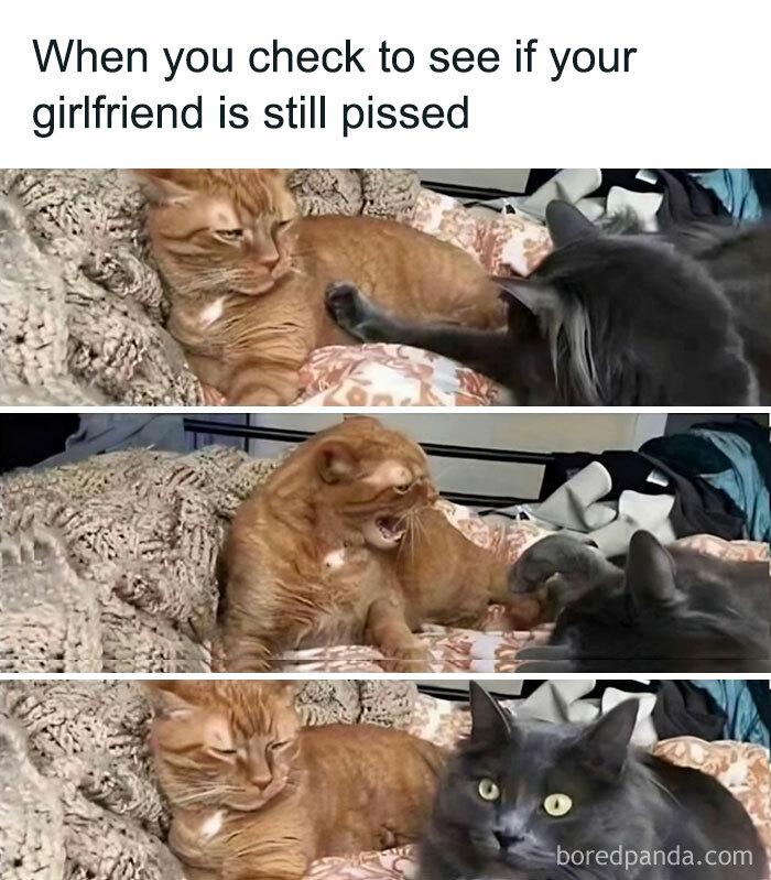 Meme by catsoncatnip