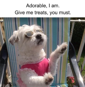 Meme by wholesomedoggos