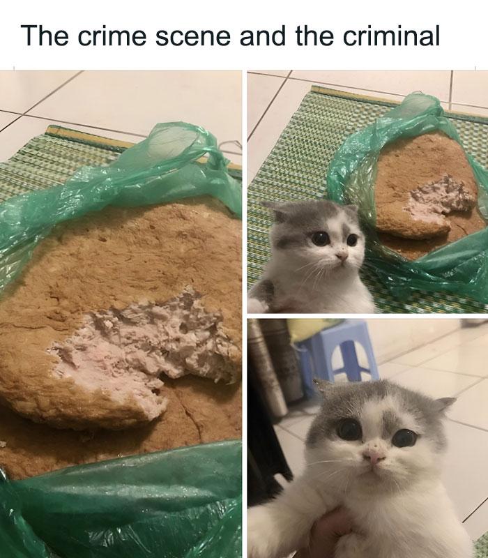 Meme by postyourcats