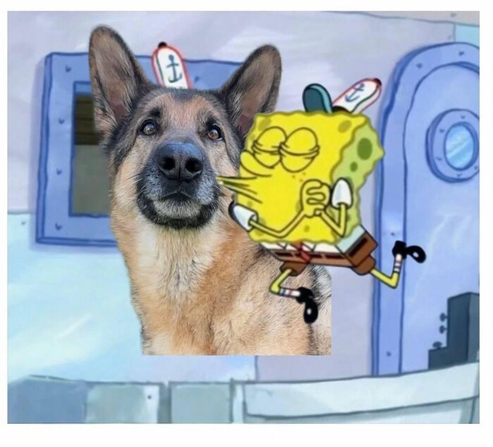 Meme by wholesomedoggos