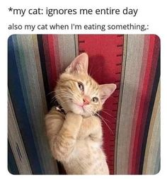 *my cat: ignores me entire day also my cat when I'm eating something.: