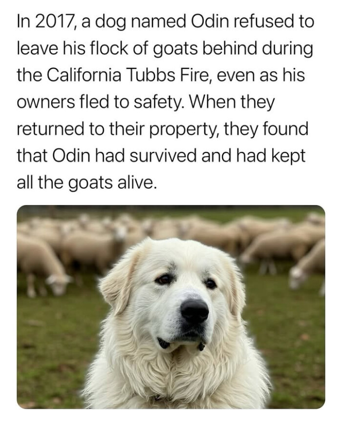 dog named Odin refused to leave his flock of goats behind during the California Tubbs Fire, even as owners fled safety. When they returned their property, found that had survived and kept all alive.