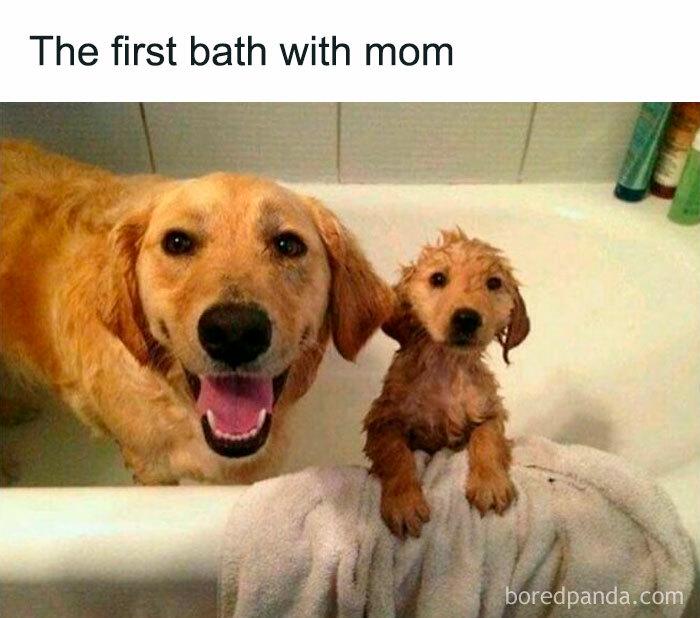 Meme by doge