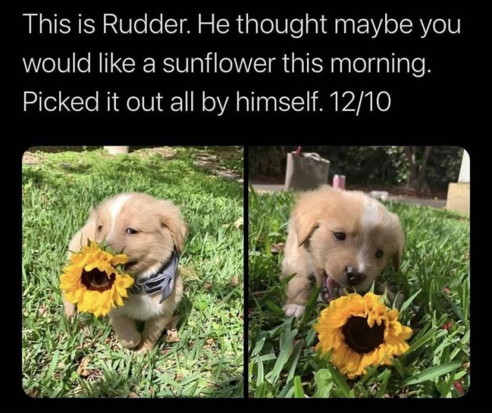 This is Rudder. He thought maybe you would like a sunflower this morning. Picked it out all by himself. 12/10