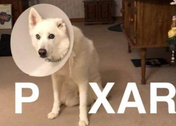 Meme by pupperdoggo