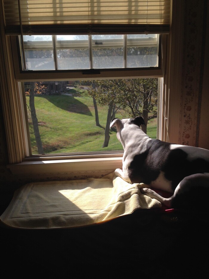 Share the Cutest Picture of Your Dog and Their Favorite Spot