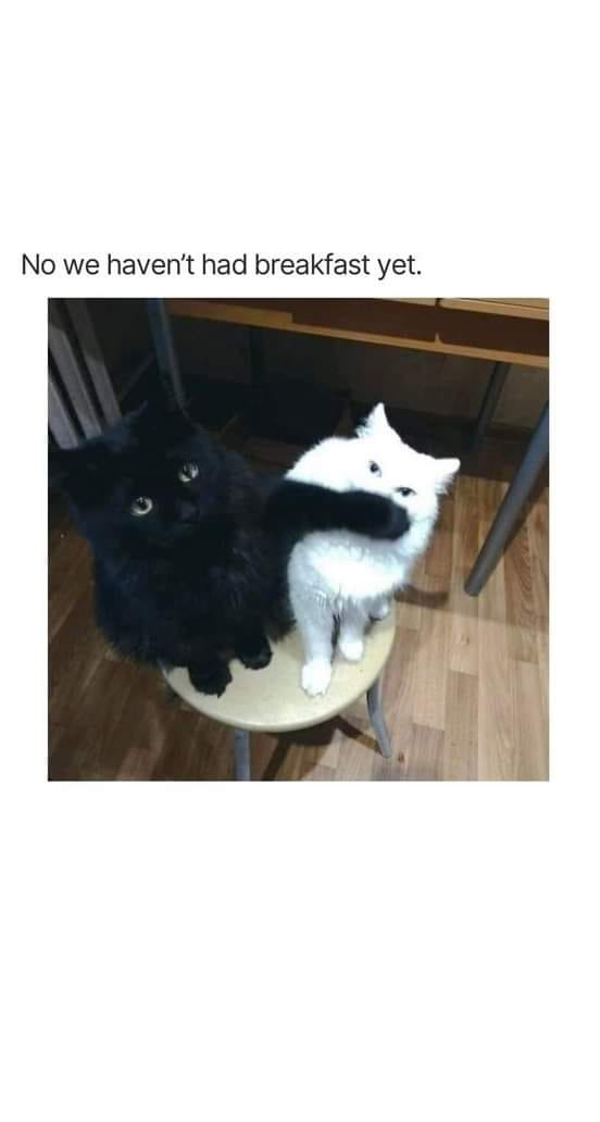 Meme by catsoncatnip