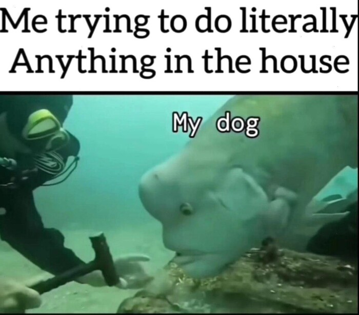 Meme by doge