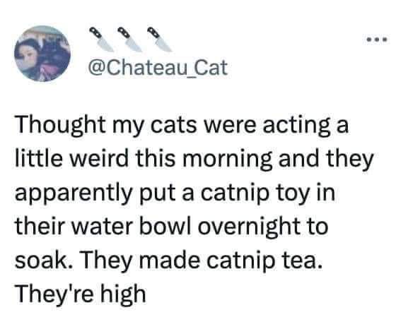 Cat Thought my cats were acting a little weird this morning and they apparently put catnip toy in their water bowl overnight to soak. They made tea. They're high
