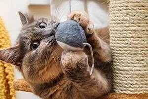Share the Most Adorable Photo of Your Cat and Their Favorite Toy