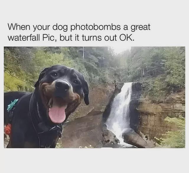 Meme by wholesomedoggos