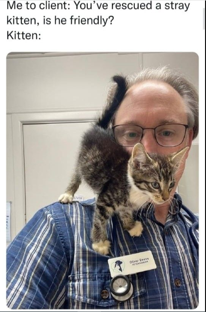 rescued a stray kitten, is he friendly? Kitten: