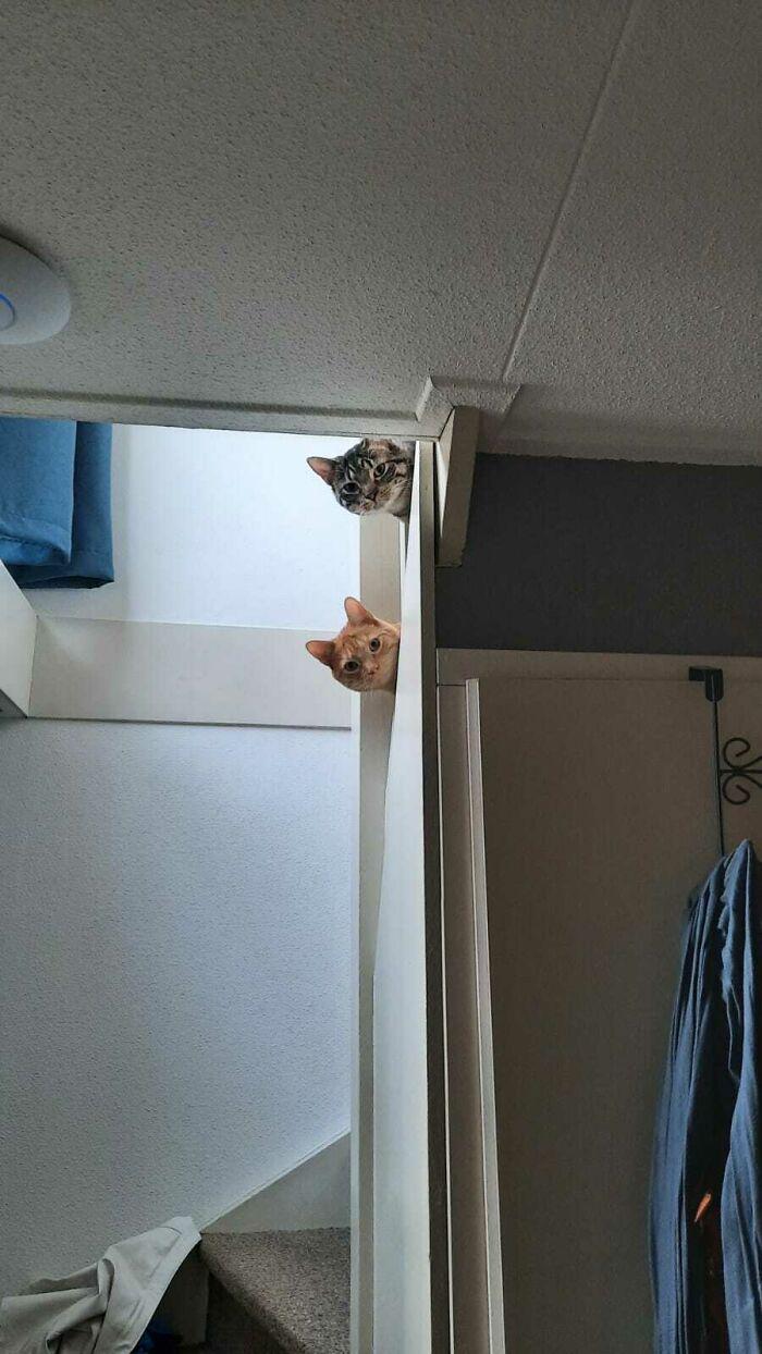 Meme by catsoncatnip