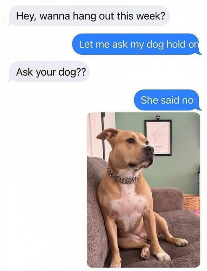 Hey, wanna hang out this week? Let me ask my dog hold on Ask your dog?? She said no