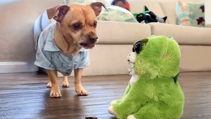 Post a Picture of Your Dog and Their Funniest Reaction to a New Toy or Object