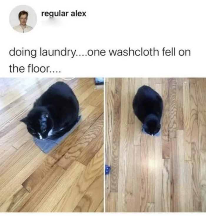 Meme by postyourcats