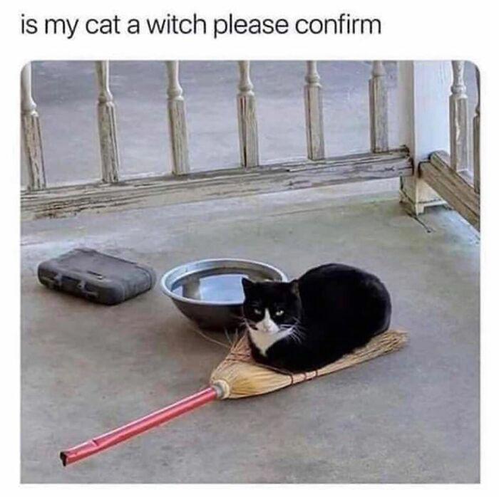 is my cat a witch please confirm
