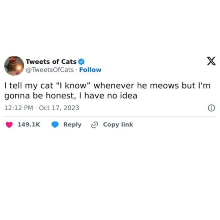 of Cats I tell my cat