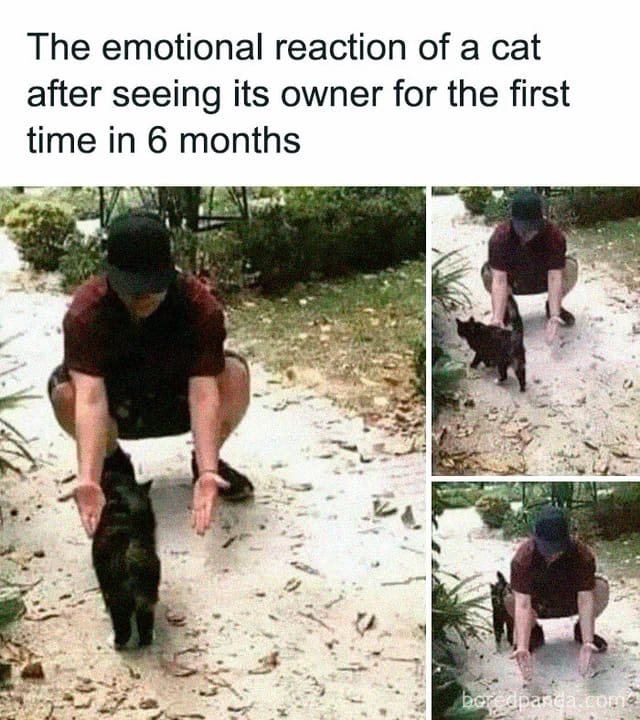 Meme by postyourcats