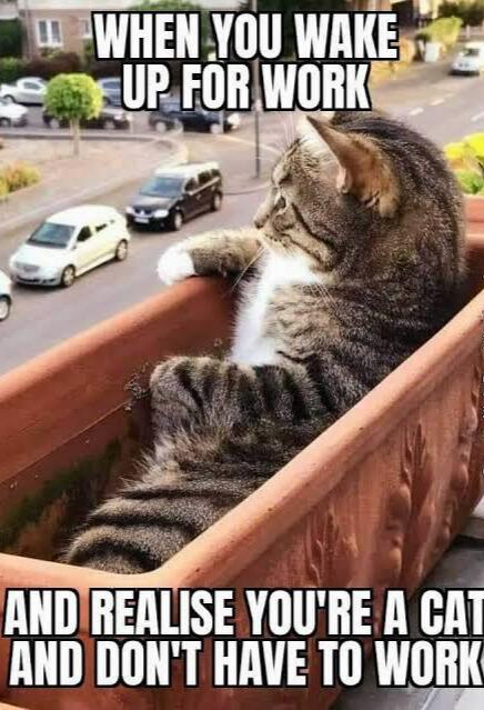 Meme by catsoncatnip