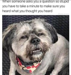 Meme by wholesomedoggos
