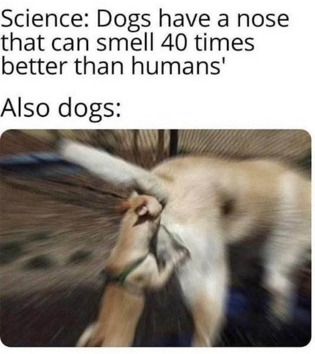 Science: Dogs have a nose that can smell 40 times better than humans' Also dogs: