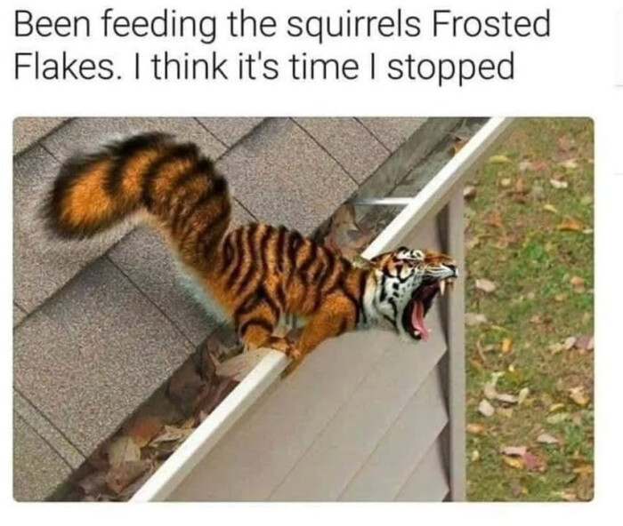 Been feeding the squirrels Frosted Flakes. I think it's time stopped