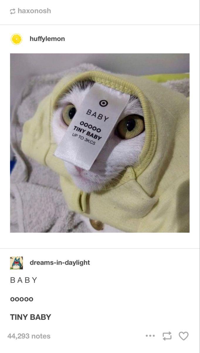 Meme by catsoncatnip