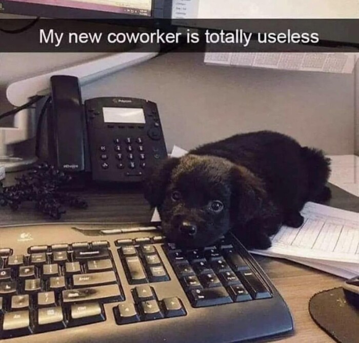 Meme by wholesomedoggos