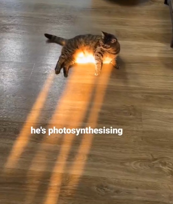 Meme by catsoncatnip