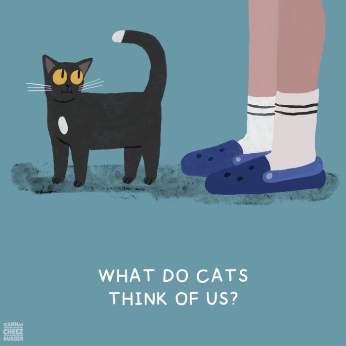 Meme by catsoncatnip