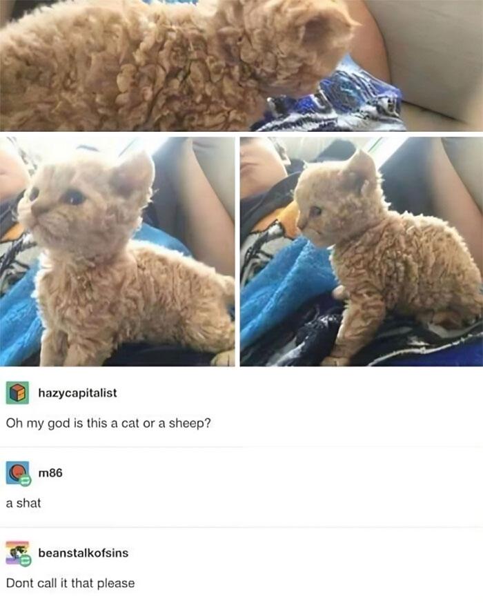hazycapitalist Oh my god is this a cat or sheep? m86 shat beanstalkofsins Dont call it that please