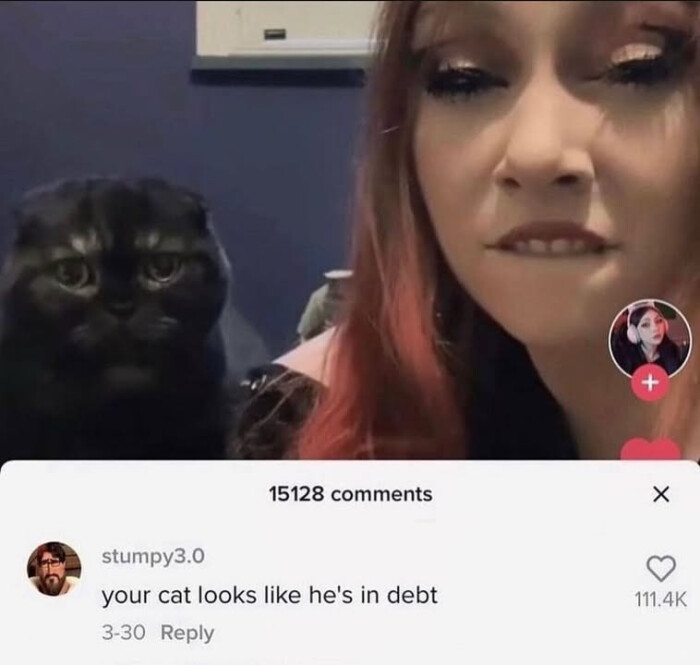 your cat looks like he's in debt