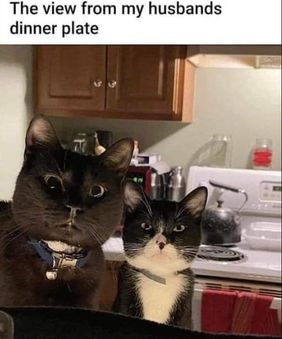 Meme by postyourcats