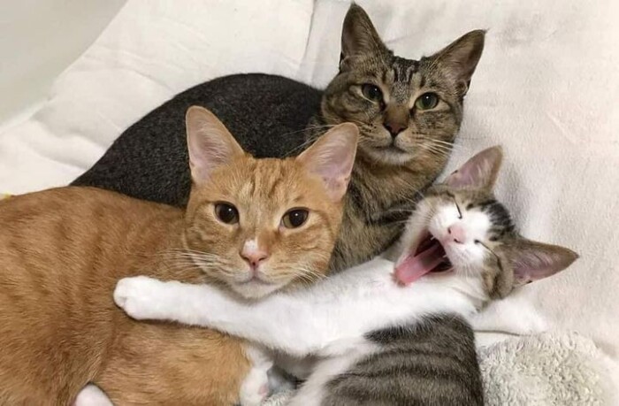 Post a picture of your pet in a moment that really shows off their personality.