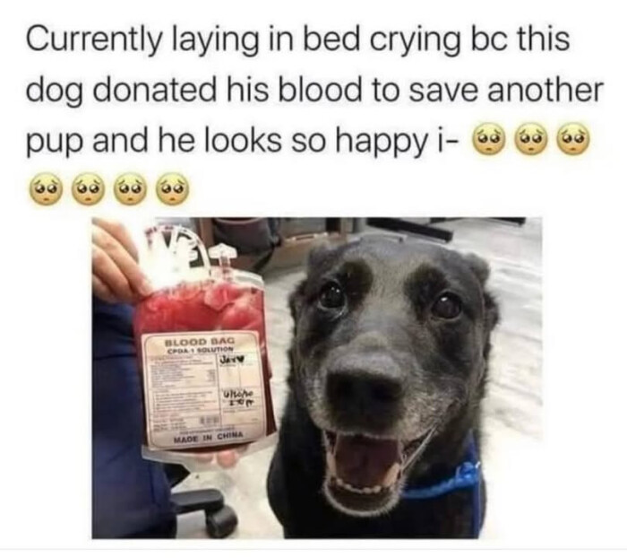 Currently laying in bed crying be this dog donated his blood to save another pup and he looks so happy i- BLOOD BAG CHINA